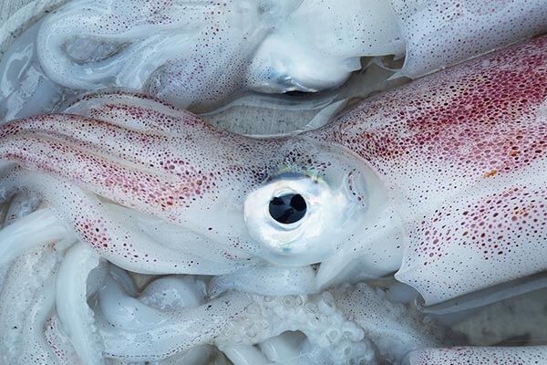 buy-fresh-squid-online-supplier-cebu-philippines