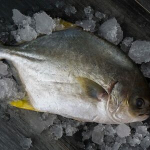 food-phil-seafood-supplier-cebu-philippines-fishes-Pompano