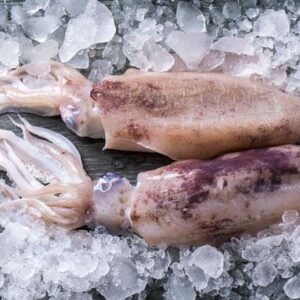 food-phil-seafood-supplier-cebu-philippines-fishes-Squid